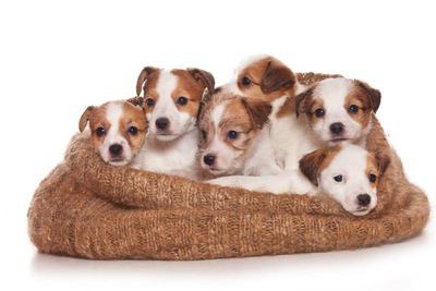 布に包まれて寄り添う６匹のジャックラッセルテリアの幼犬