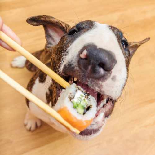 お寿司を食べる犬
