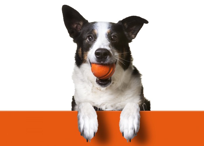 オレンジのボールをくわえた犬
