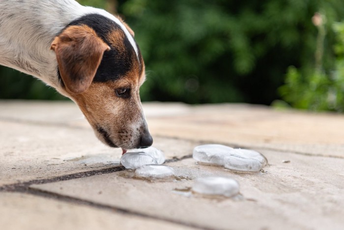 氷を舐める犬