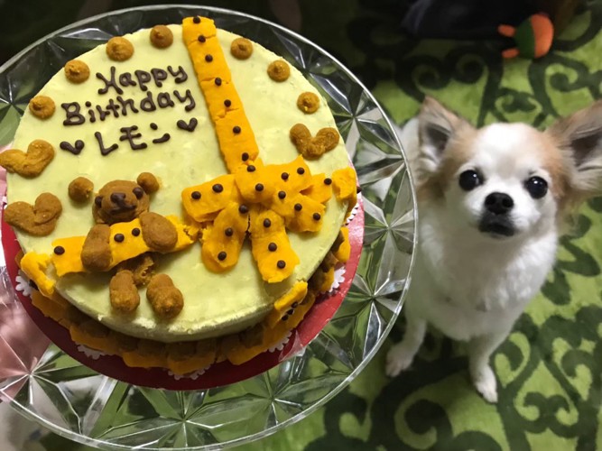 誕生日ケーキと犬