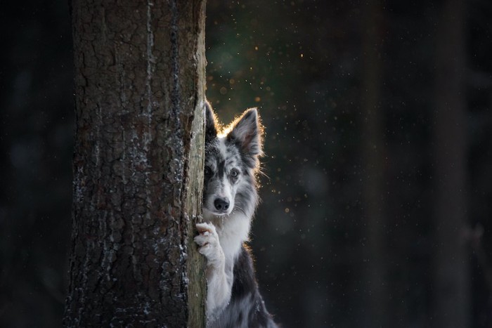 木に隠れてこちらを見つめる犬