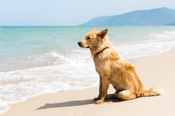 ビーチに座る犬