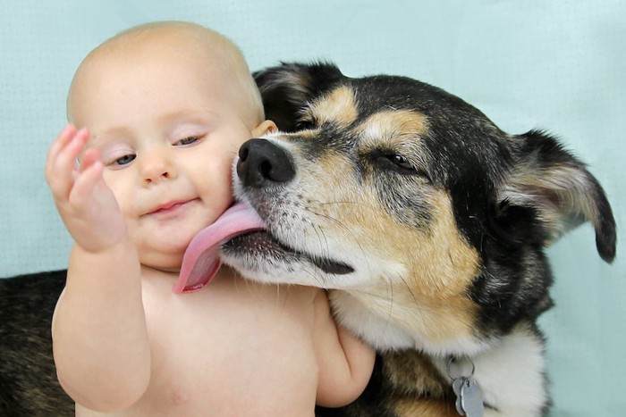 赤ちゃんの顔を舐める大型犬
