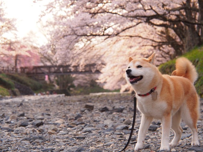 桜の花と犬