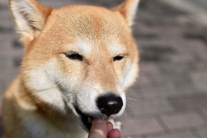 ごほうびを食べる柴犬