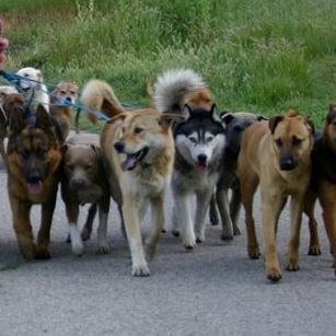 犬の集団