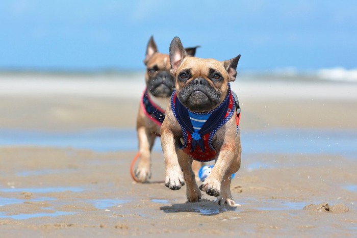砂浜を走る二匹の犬