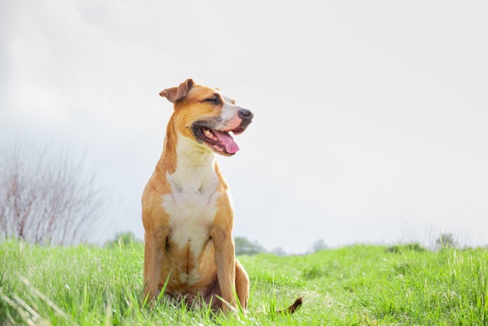 伸びた芝生に座っている垂れ耳の犬