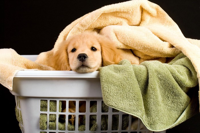 洗濯かごから顔を出す子犬