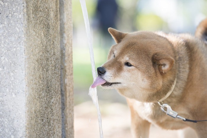 蛇口から水を飲む犬