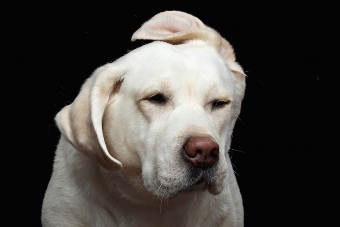 耳がめくれている犬