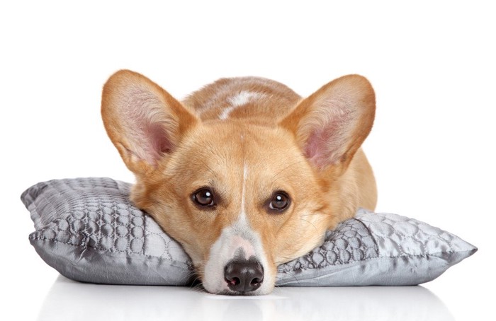 小さな枕に顎を乗せる犬