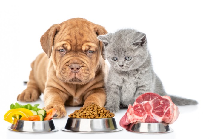 食べ物を前に座る子犬と子猫