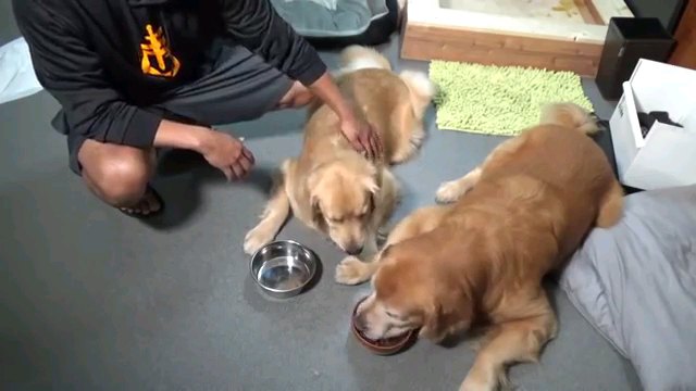 食べる犬を見る犬
