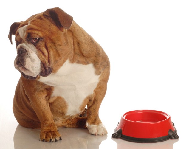 赤いフード皿とそっぽを向く犬