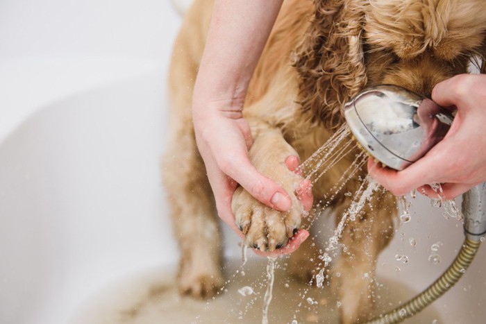 シャワーで手を洗う犬