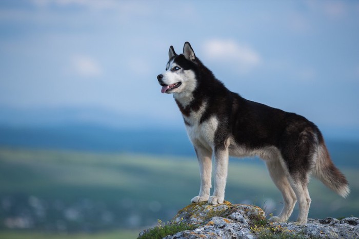 岩に立つオオカミのようなハスキー犬