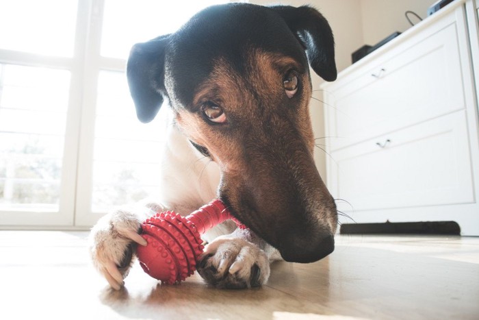 赤いおもちゃを噛んでいる犬