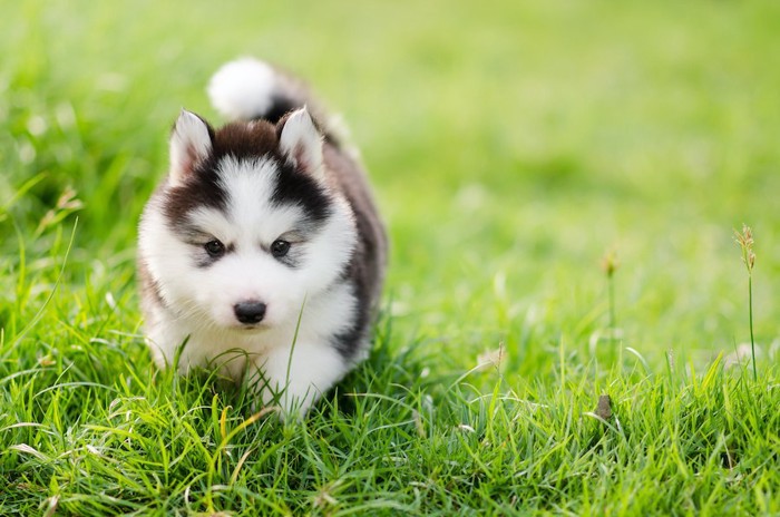 草の上の歩くハスキーの子犬