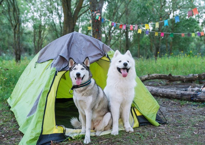 テントの前の2匹の犬