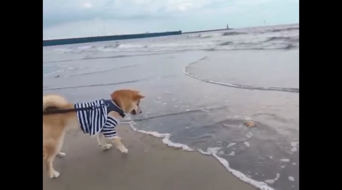 波を見ている犬