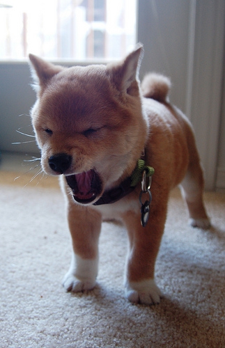 あくびをしている子犬