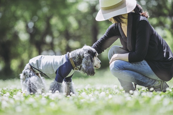 芝生で飼い主と遊ぶ犬