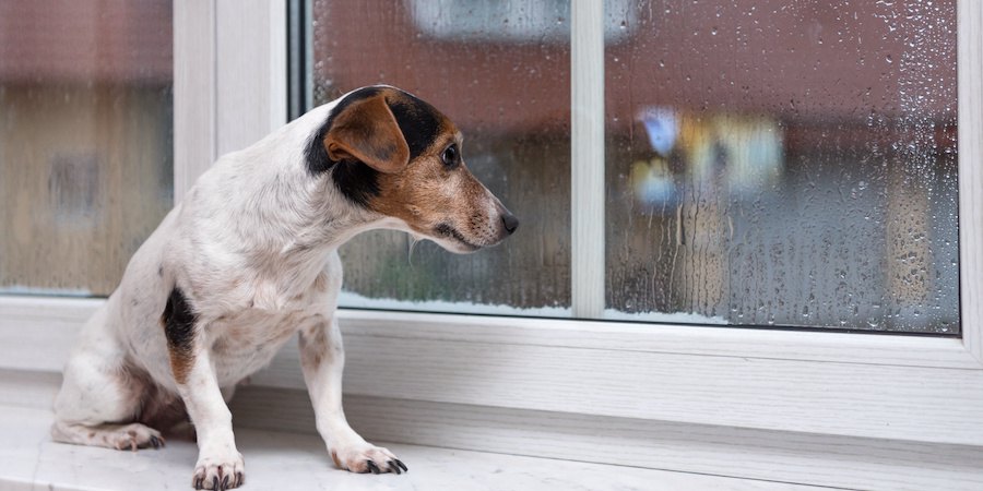窓辺で雨が降る外を眺める犬