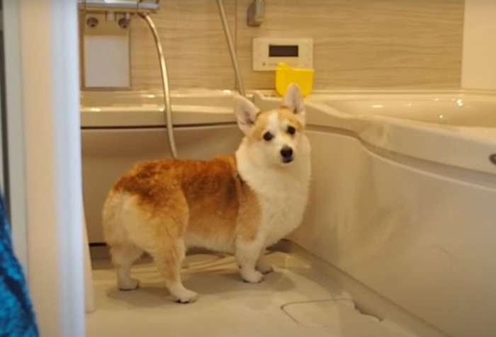 お風呂からこちらを見る犬