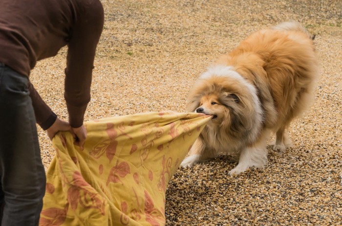 布を引っ張る犬