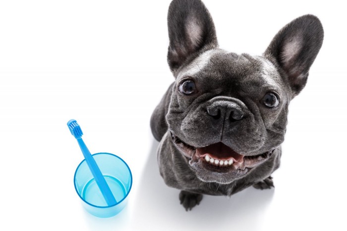 カップの歯ブラシと犬