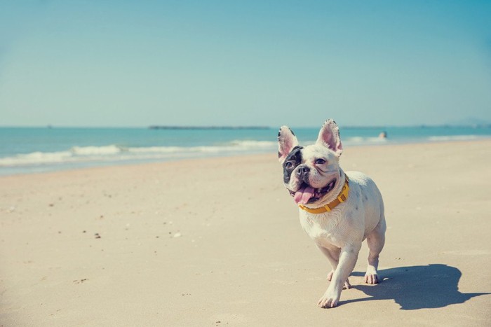海岸を走る犬