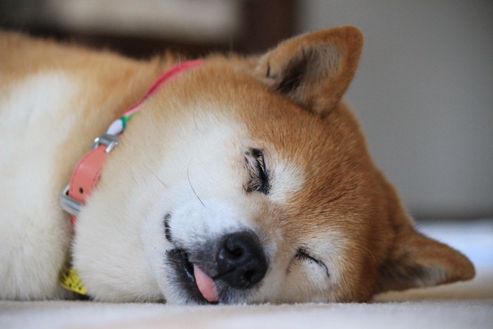 舌を出して寝る柴犬
