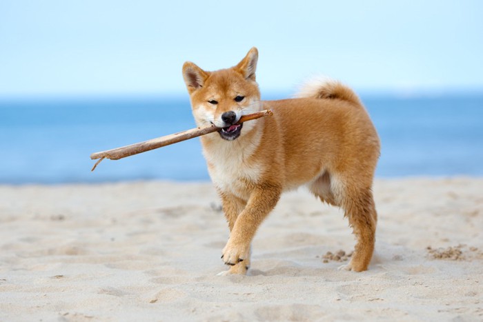 砂浜で木の枝をくわえる柴犬