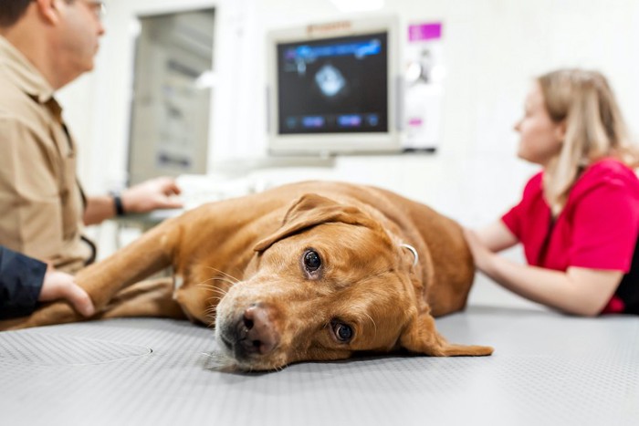 病院の診察台の上で横になる犬と獣医師の説明を聞く飼い主