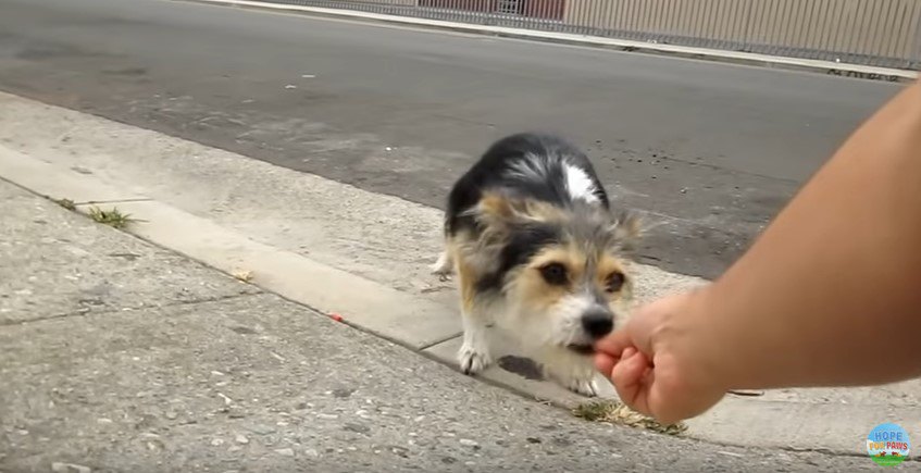手から食べる母犬