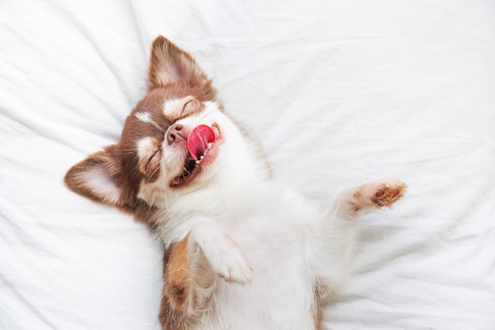ベッドの上で笑顔で寝る犬