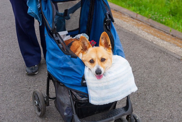 ペットカートに乗って散歩する犬
