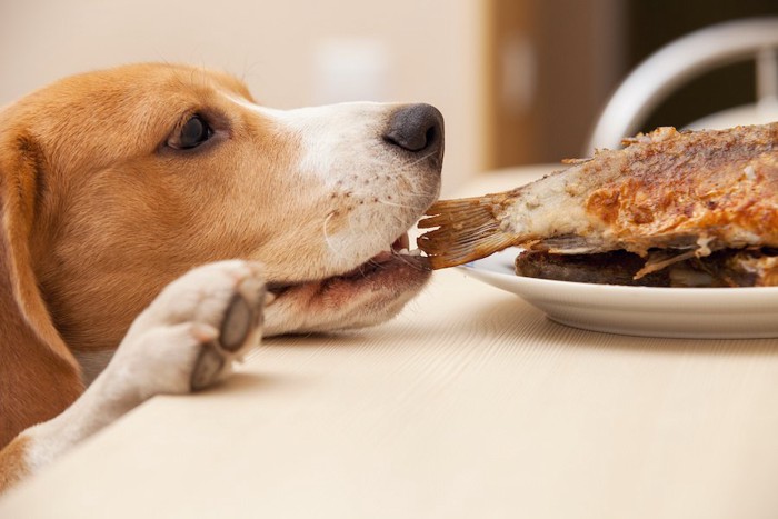 テーブルの上の魚を盗み食いしているビーグル犬