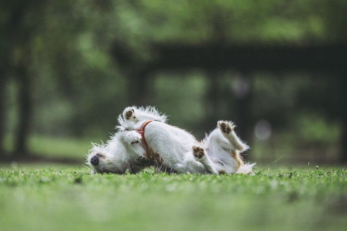 芝生の上で背中を擦り付ける犬