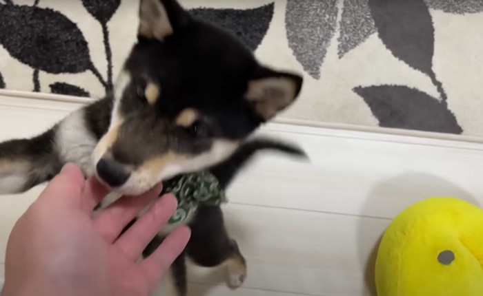 手を舐める犬