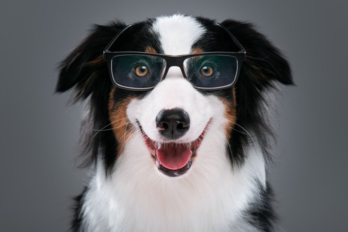 眼鏡をかけている犬