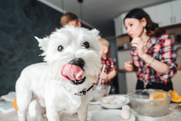 キッチンで料理をする家族と舌を出す犬