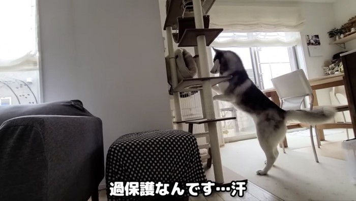 子猫が登るキャットタワーに前足をかけているハスキー犬