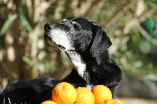 黒い老犬とオレンジ
