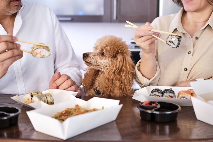寿司を食べる飼い主をうらやましそうに見つめる犬
