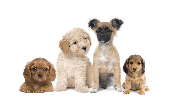 4匹の種類が異なる小型犬たち