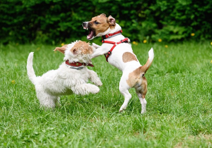 芝生の上でケンカする2匹の犬