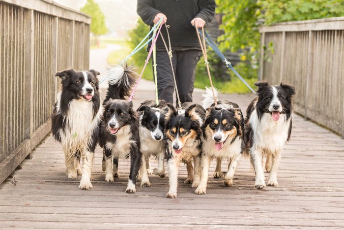 たくさんの犬を同時に散歩させている人